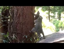 Raccoon mom teaching her baby how to climb a tree.