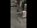 Raccoon gets drunk after hanging out in a warehouse full of alcohol.