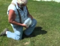 How to trap a gopher using a gallon milk jug filled with water.