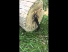 Guy cuts down tree and gets a creepy surprise.