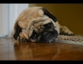 Sad Dog Diary. The sad thoughts of sad dogs.