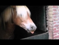 Horse just loves to make fart noises with its mouth.