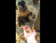 Monkey shows human how to crush leaves with very good hands on instructions.