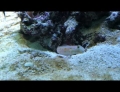 Starfish gets owned trying to steal cave made by a fish.