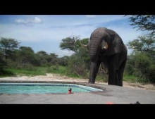 Nobody told this elephant you are not supposed to drink pool water