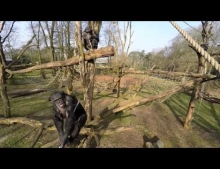 Chimpanzee does not like to be filmed by drones.