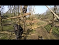 Chimpanzee does not like to be filmed by drones.
