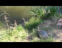 Turtle does an epic leap and barrel roll into the pond.