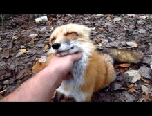 Pet fox is happy to see its human friend.