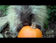 Teddy Bear The Talking Porcupine Is Back But This Time He Is Telling You To Keep Your Hands Off His Pumpkin.