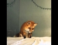 Pet fox named Juniper thinks a white bed sheet is snow.