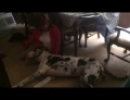 Great Dane Dog Wags Its Tail Right On Cue As Its Owner Sings 'If You're Happy And You Know It'