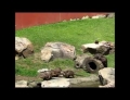 Bunch of silly otters chasing a butterfly.