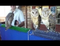 Rehabilitated Barn Owls dance when they hear Ke$ha music. Not sure if this is a form of therapy or torture. 
