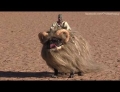 Star Wars Fans Will Get A Kick Out Of Banthapug. Just Remember Sand People Always Ride Single File To Hide Their Numbers,