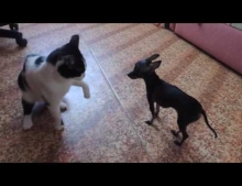 Little dog against cat.
