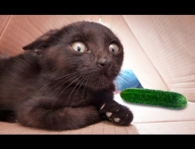 Cats vs. Cucumber