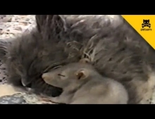Cat and Mouse appear to be best of friends as they cuddle while sleeping.