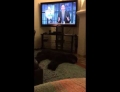 Dog wakes up and runs to bed every night when the TV is turned off.