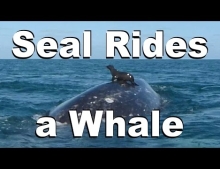 Surfing seal goes for a ride on the back of a whale.