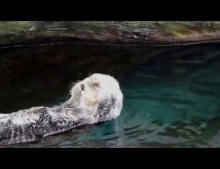 This sea otter is relaxing in the pool and decides to give himself a massage.