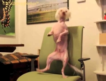  Hairless Chinese Crested dog is not afraid to dance like a maniac.