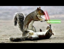 Jedi chipmunks face off in an epic lightsaber battle.