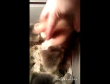 Kitten jumps into a box full of ducklings and the cuteness begins.