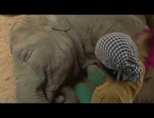 Woman sings an elephant a lullaby and it works almost instantly