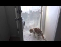  Crazy cat digging his way out of a 4 foot snow drift blocking the front door.