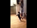 This crazy cat decides to bounce around on 2 legs. Maybe it found the secret stash of cat nip.