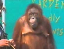 Orangutan helps magician perform tricks and it is freaking hilarious.