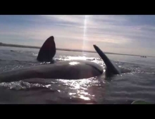 Kayaker has a very uplifting experience thanks to a whale