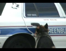 This intelligent Police K-9 can not only track down fugitives and sniff out illegal drugs he can also open and close the door on the squad car.