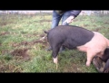 How to straighten a pigs tail.