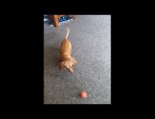 Wiener dog plays fetch and works on his 'bad tosses'.