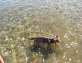 A Bengal Cat named Diego visits Grahams Beach in New Zealand and discovers that he really enjoys swimming.