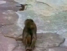 Monkey Sees Himself In A Mirror And Freaks Out.