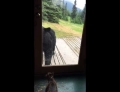 Black bear in Alaska is scared off by a cat.