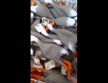 Duck Army: Man trying to embarrass his girlfriend while shopping creates internet gold.