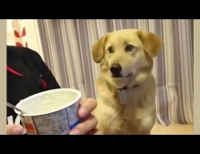 Dog wants some yogurt but its too shy to ask for it.
