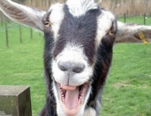 Funny goats screaming compilation