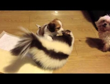 Skunk playing with a puppy.