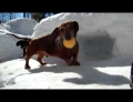 Playing hockey with two Dachshund dogs.