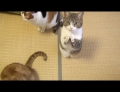 This Adorable Cat Really Knows How To Stand Out In A Crowd When Begging For Treats.