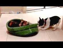 Pixel The French Bulldog Puppy Finally Gets His Bed Back From The Cat.