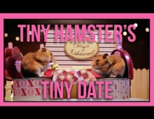 Two hamsters are given the most romantic Valentine's Day dinner they could have only dreamed of.
