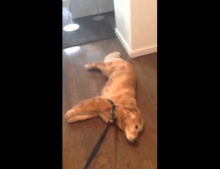 Lazy Golden Retriever dog does not want to go for a walk.
