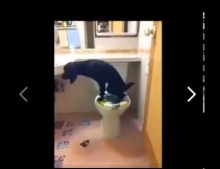 Dog uses the toilet and flushes. Now this is what you call potty trained.