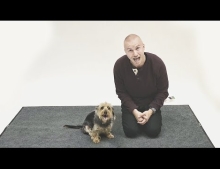Check out the reactions of these dogs when a human barks back at them